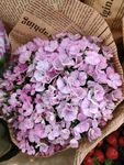 紫色蝴蝶花 秀球花 花团 花束