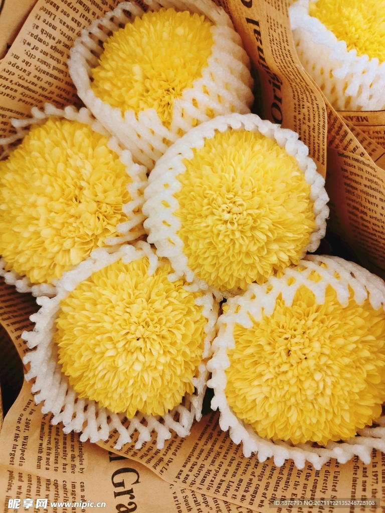 黄色花球菊花