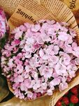 绣球花 紫色 粉色 花朵 花束