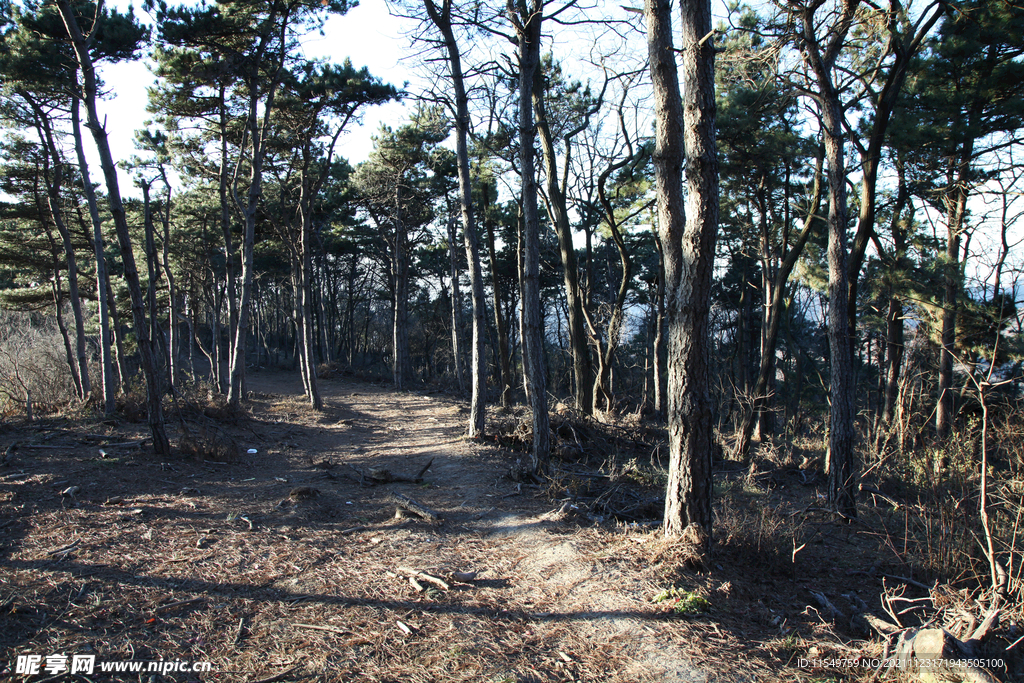 草甸松树林