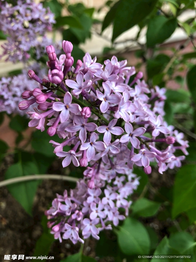 丁香花