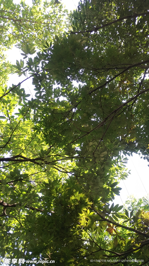 风景