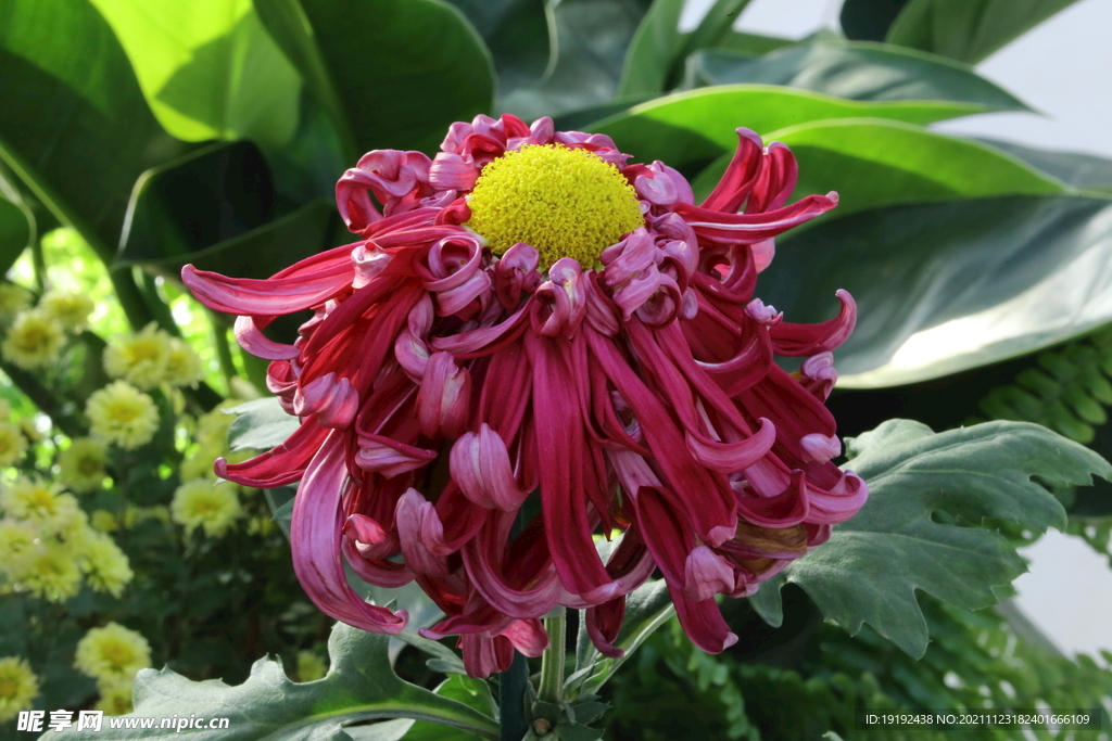 菊花