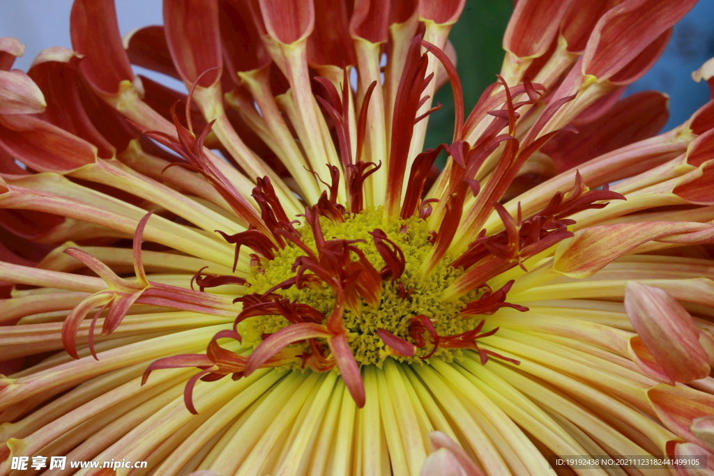 菊花