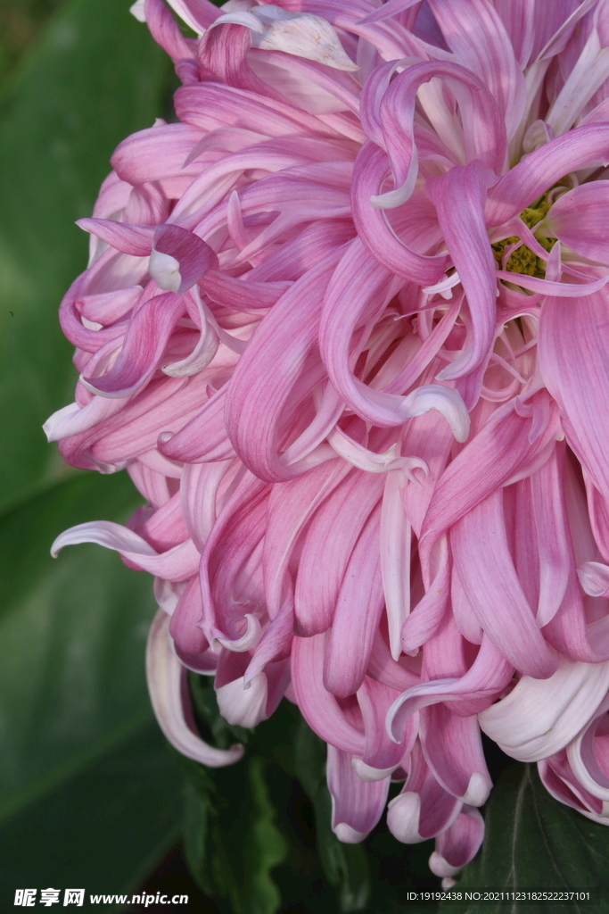 菊花 