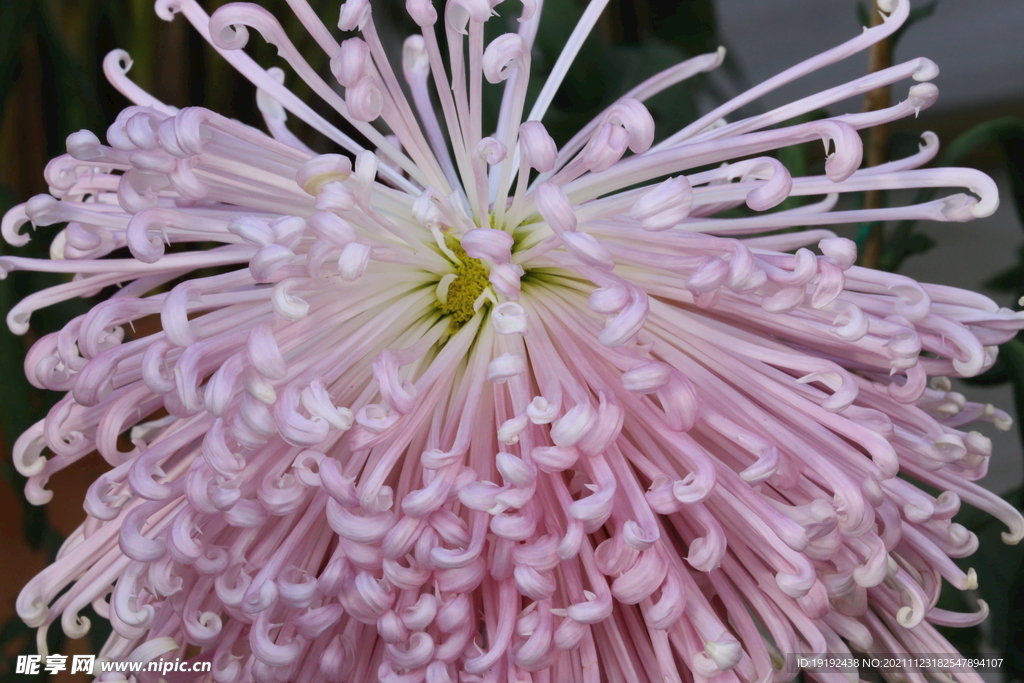 菊花 