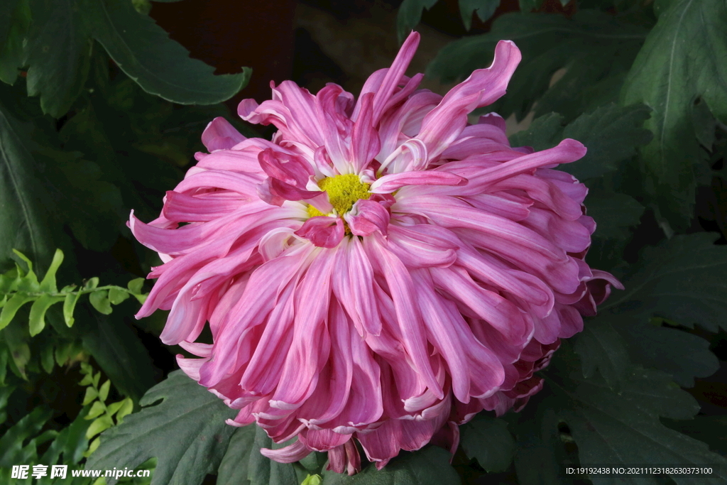 菊花
