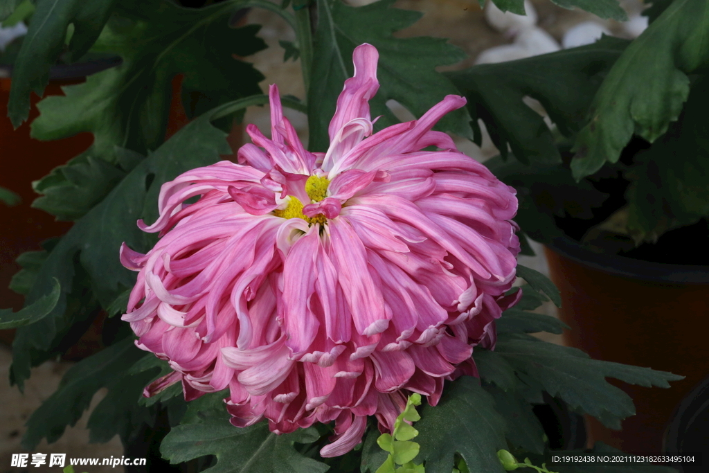 菊花