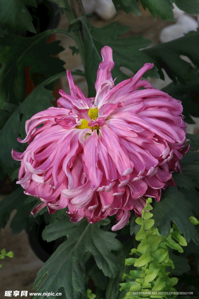 菊花