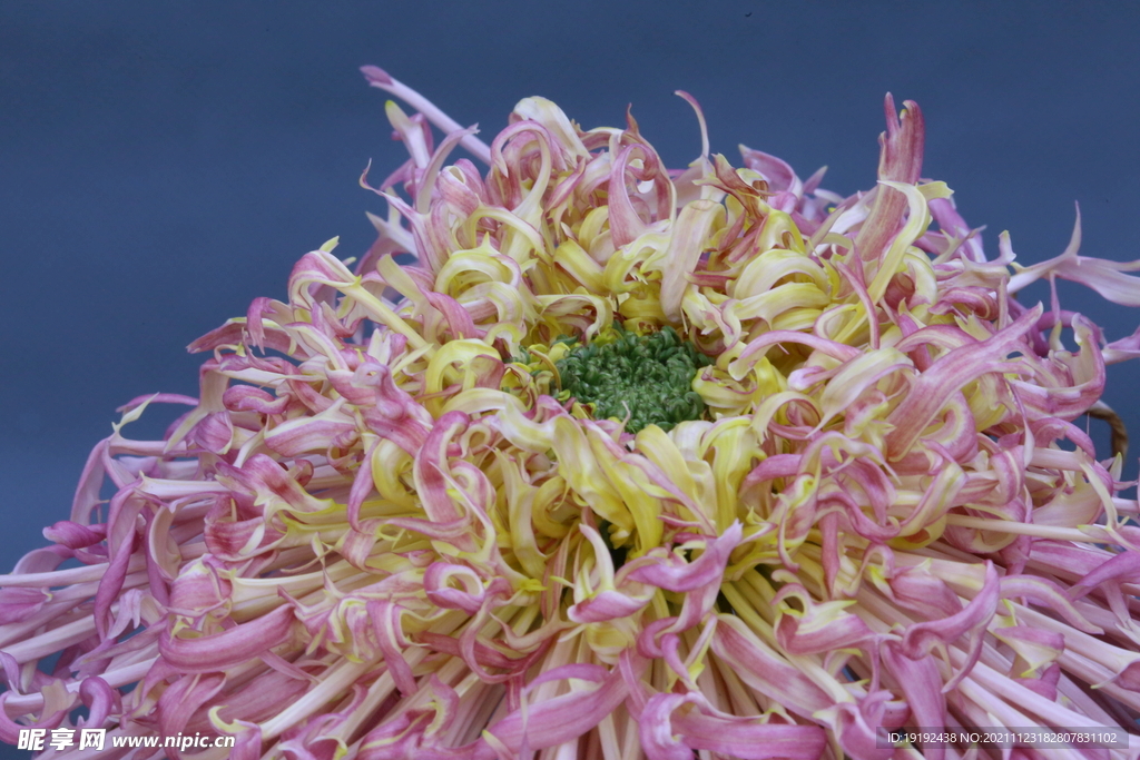 菊花