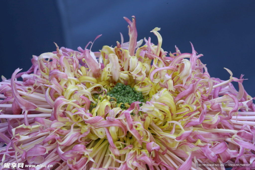 菊花 