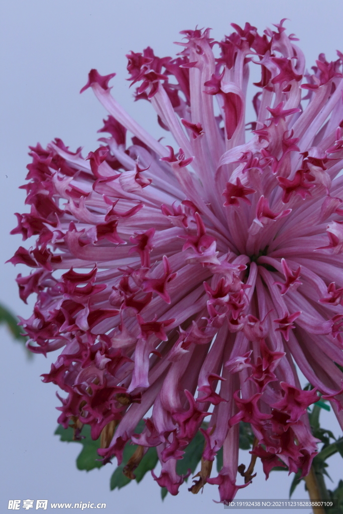 菊花 