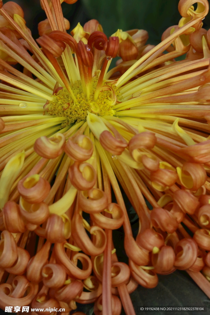 菊花 