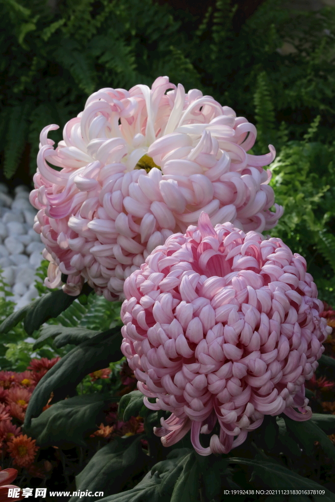 菊花 