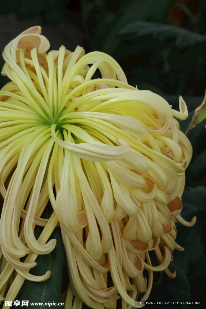 菊花