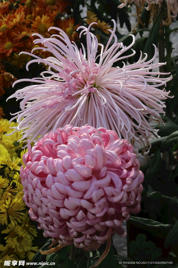 菊花