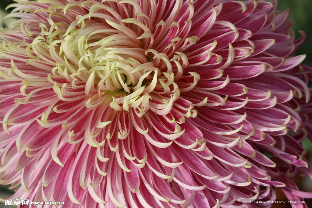 菊花