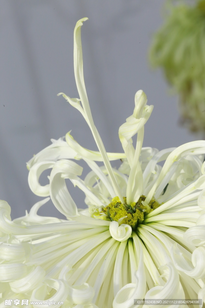 菊花 