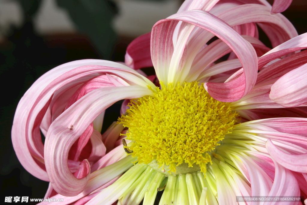 菊花 