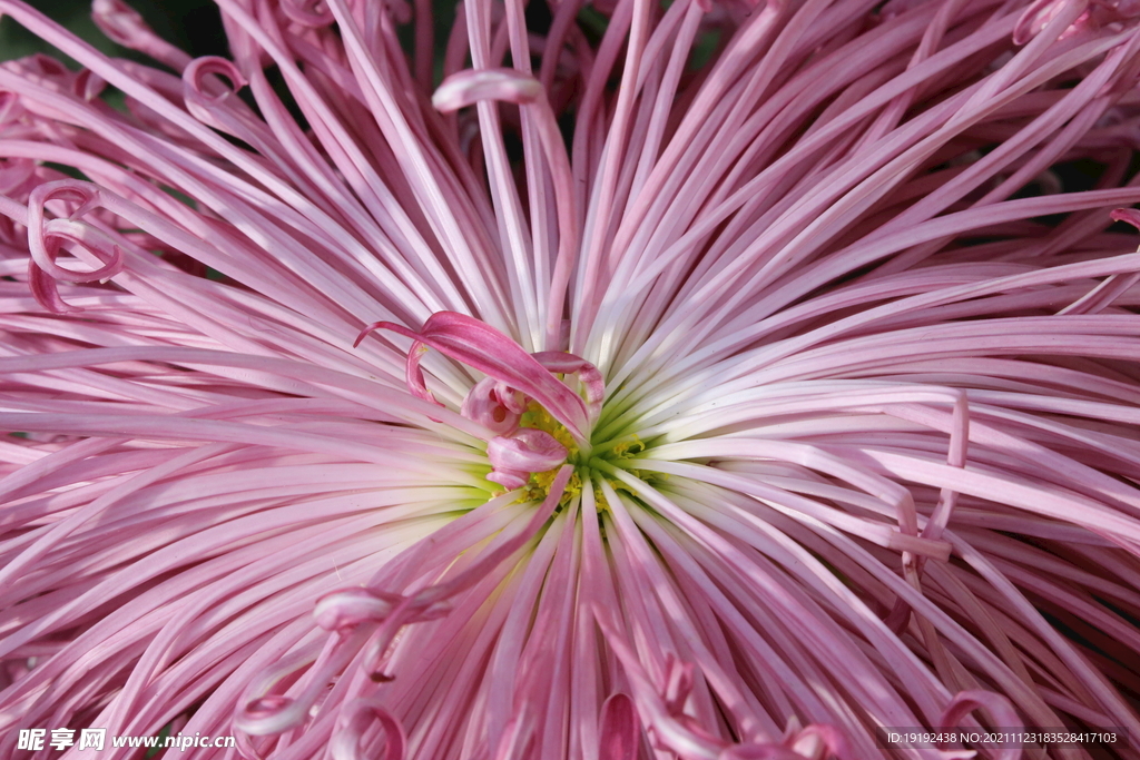 菊花