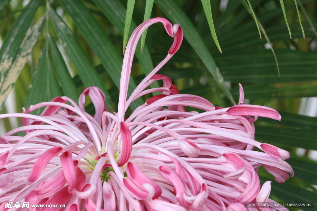 菊花 
