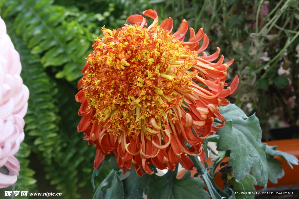 菊花 