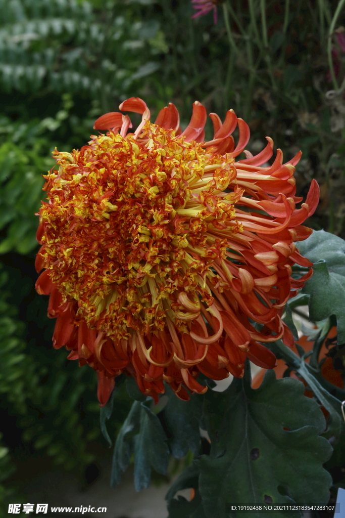 菊花