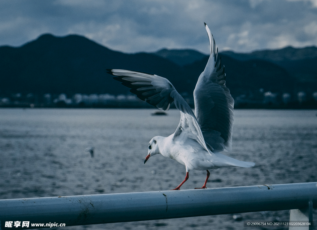 海鸥 海埂大坝