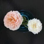 花开并蒂