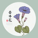 牵牛花