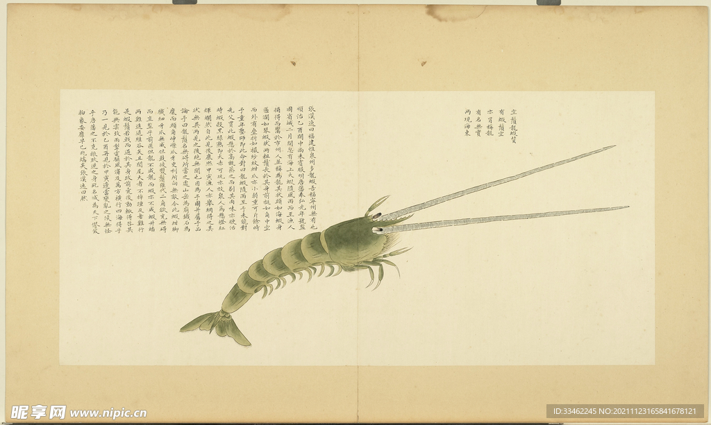 国画虾