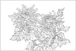 菊花手绘黑白