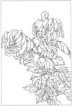 菊花海报底图