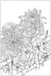 花朵黑白图