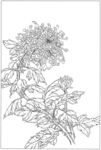 菊花黑白图