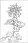 菊花底图