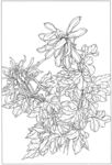 植物底图