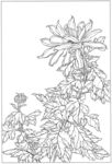 菊花插画