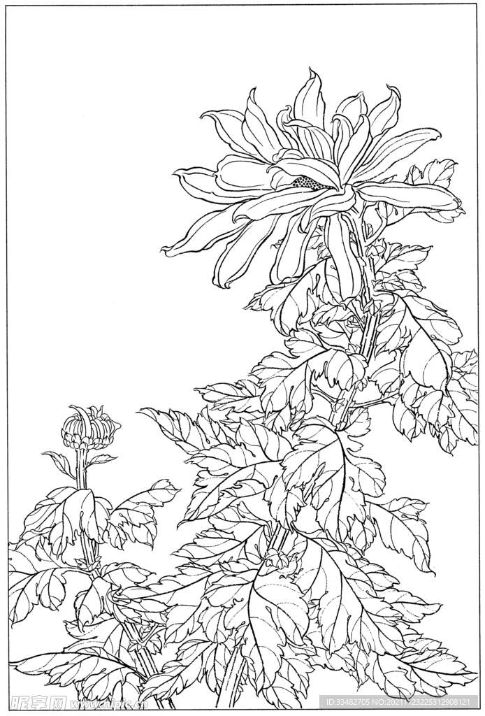 菊花插画