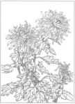 菊花黑白