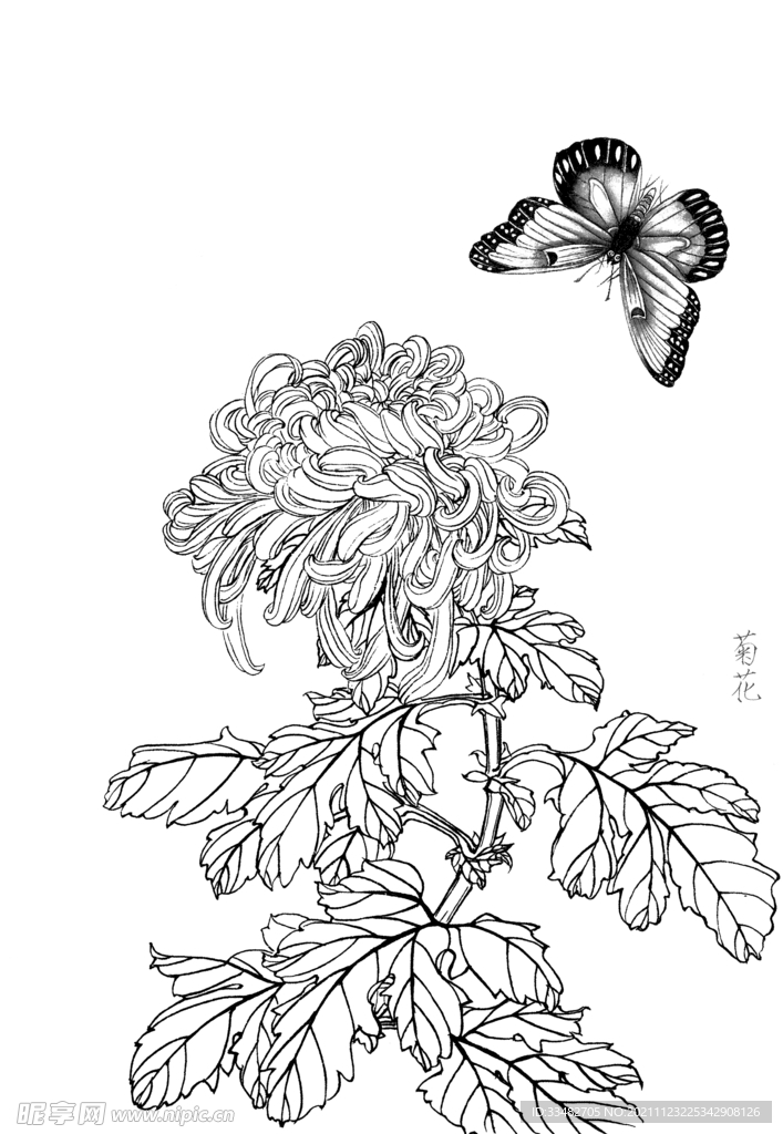 菊花插画