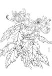 手绘菊花