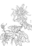 菊花手绘