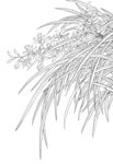 植物素描