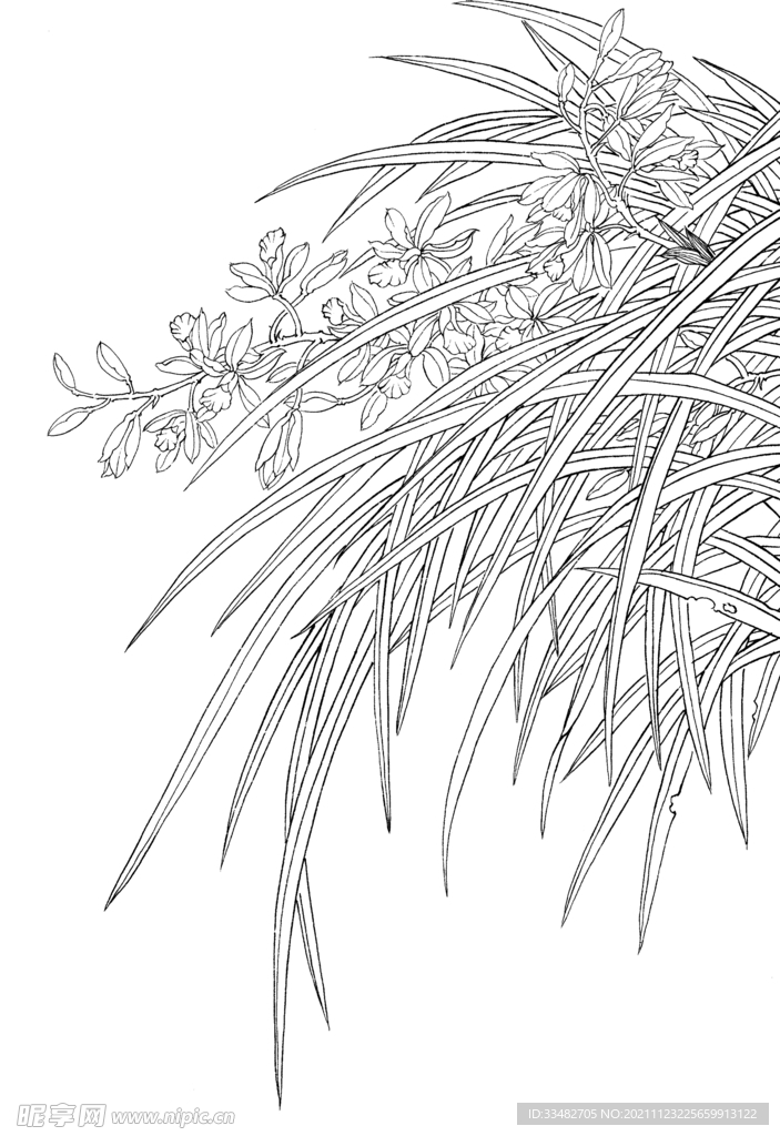 植物素描