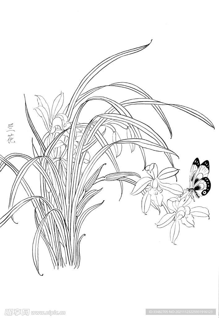 兰花绘画