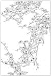 花枝线稿