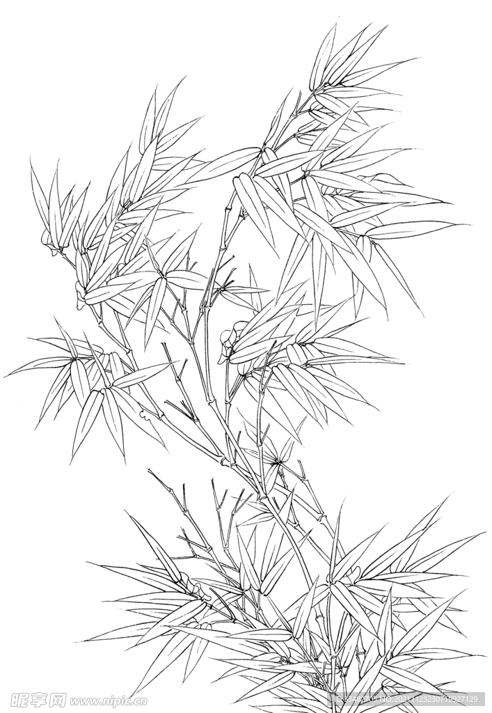 竹子素描