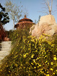 迎春花