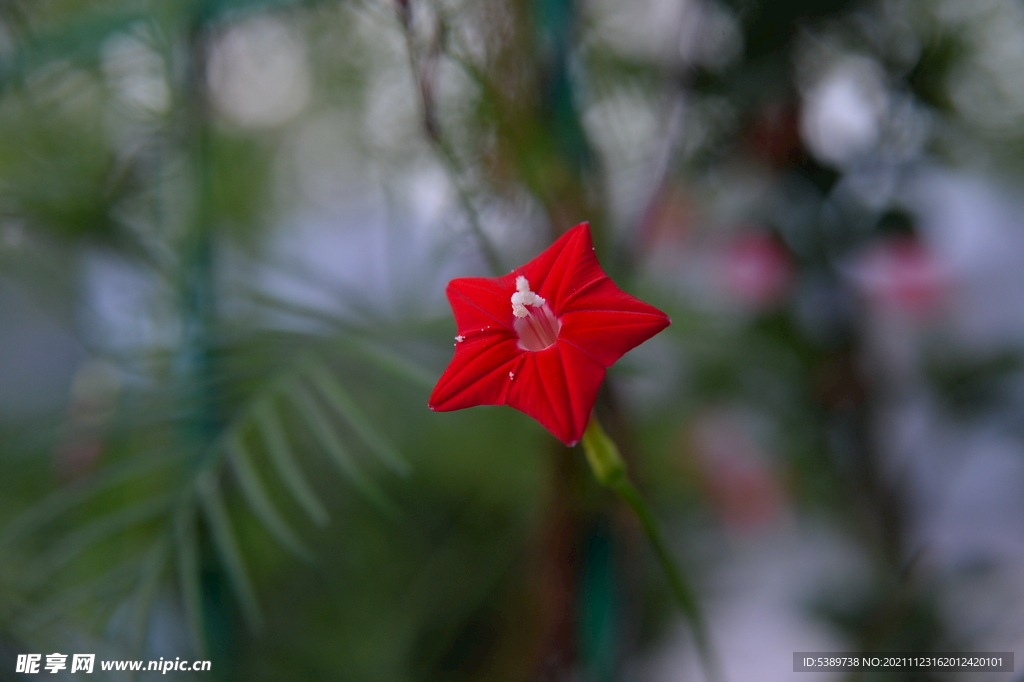 红花茑萝 